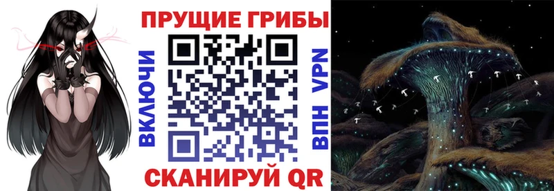 как найти закладки  Кунгур  Псилоцибиновые грибы мицелий 